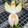Phalaenopsis bellina Fire Type Select #2