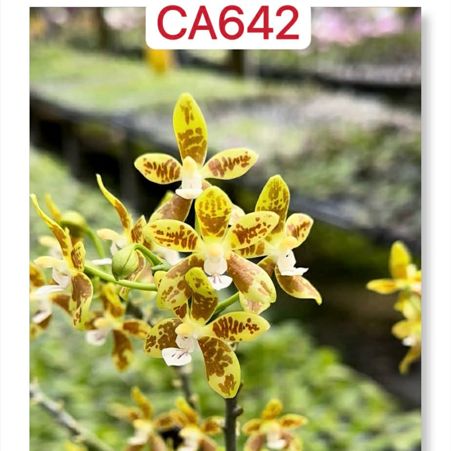 Phalaenopsis viridis