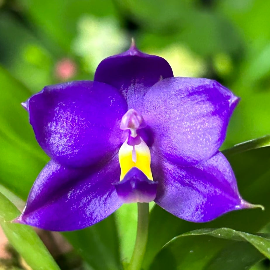 Bangkok Orchid Seedling: Phalaenopsis Hybrid from Bangkok Orchids