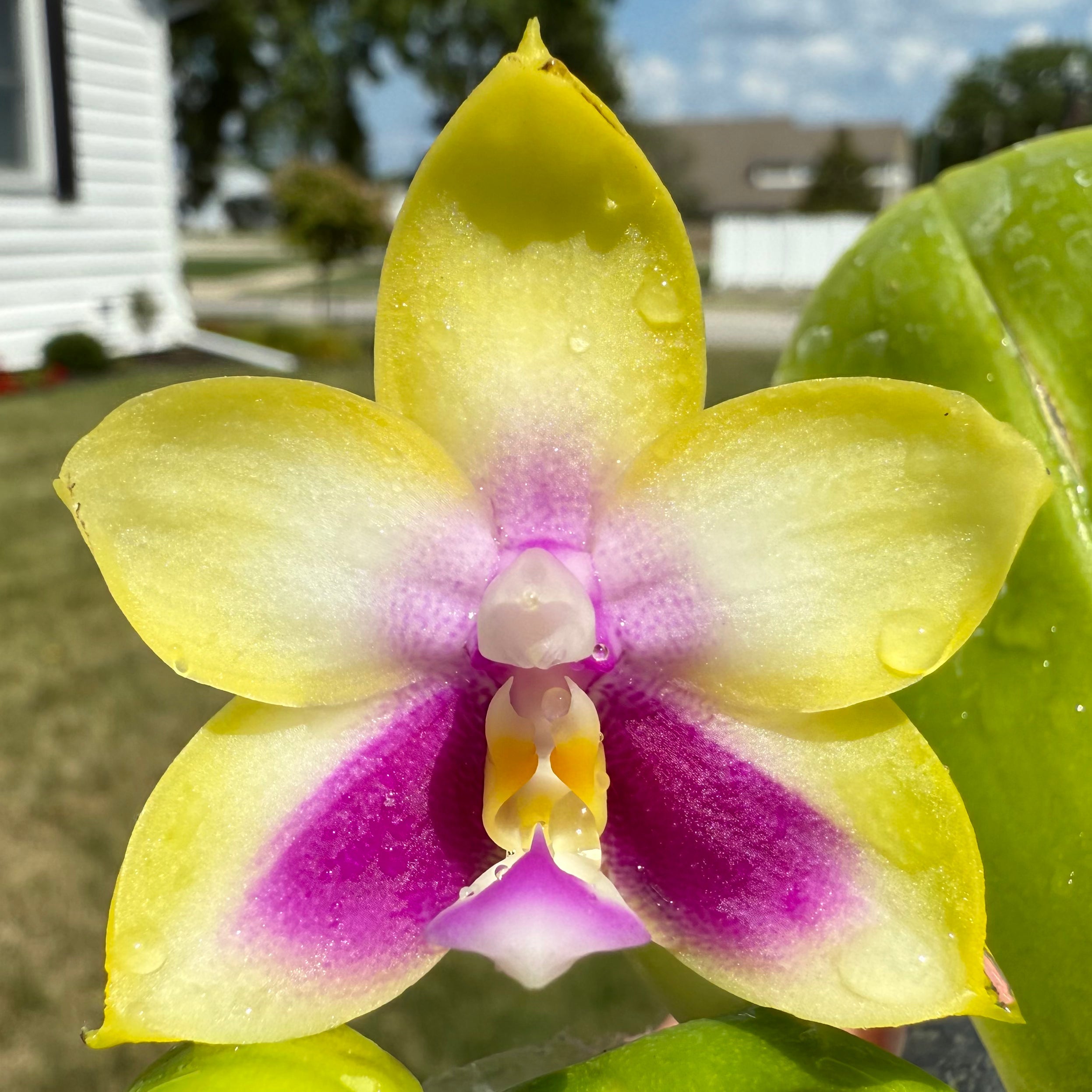 Phalaenopsis BKH2250