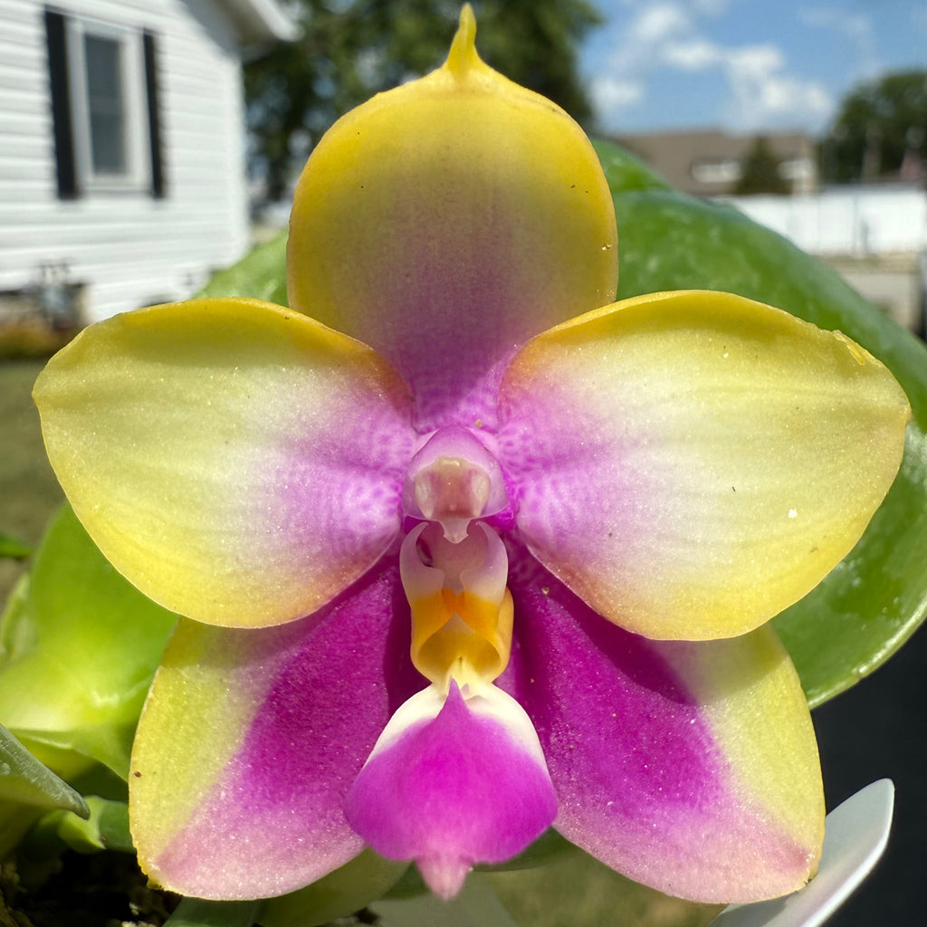Phalaenopsis BKH2250
