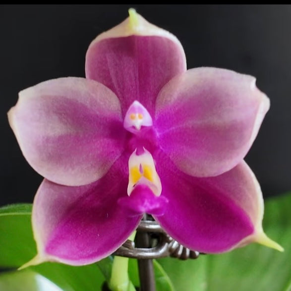 Phalaenopsis ((YangYang Pink Mary X Yaphon Batman) ‘BK#6’ x Yaphon Batman ‘BK's Best’)