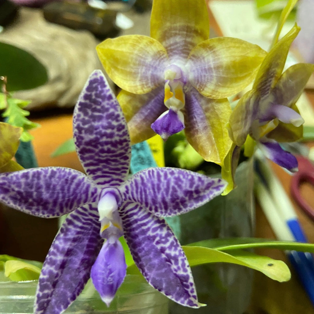 Phalaenopsis (Mainshow Magic x KS Blue Ludde 303)