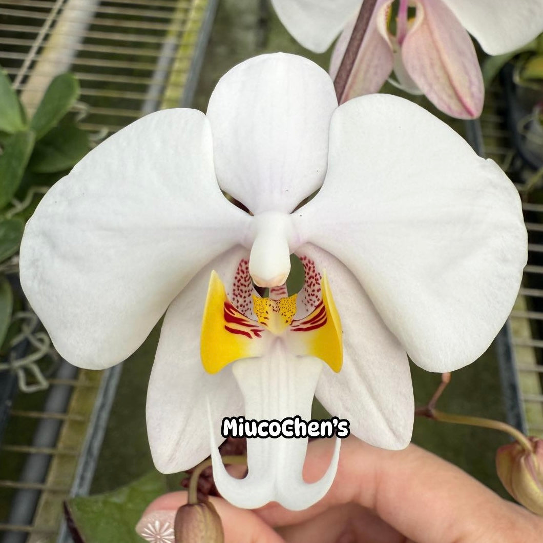 Phalaenopsis philippinensis wild