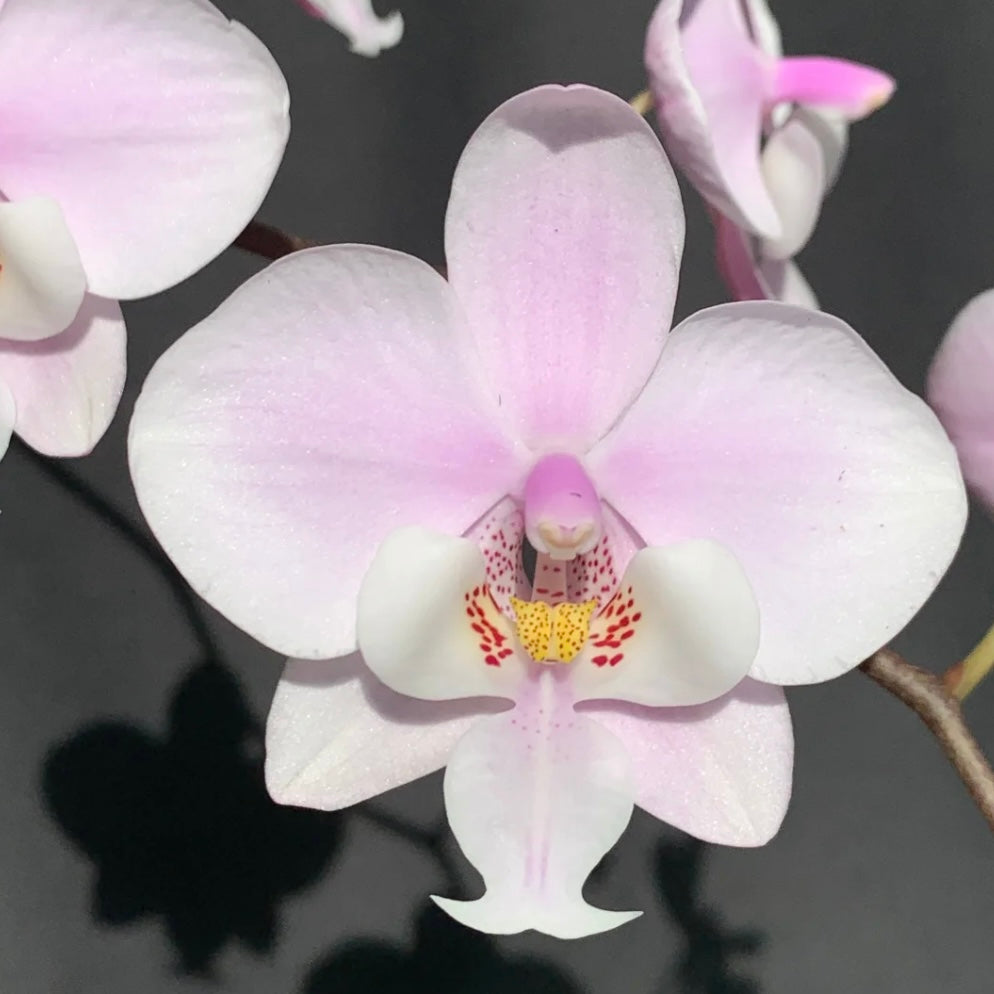 Phalaenopsis (schilleriana ‘Sliver Fox’ x schilleriana ‘Sliver Dragon’) BTS66