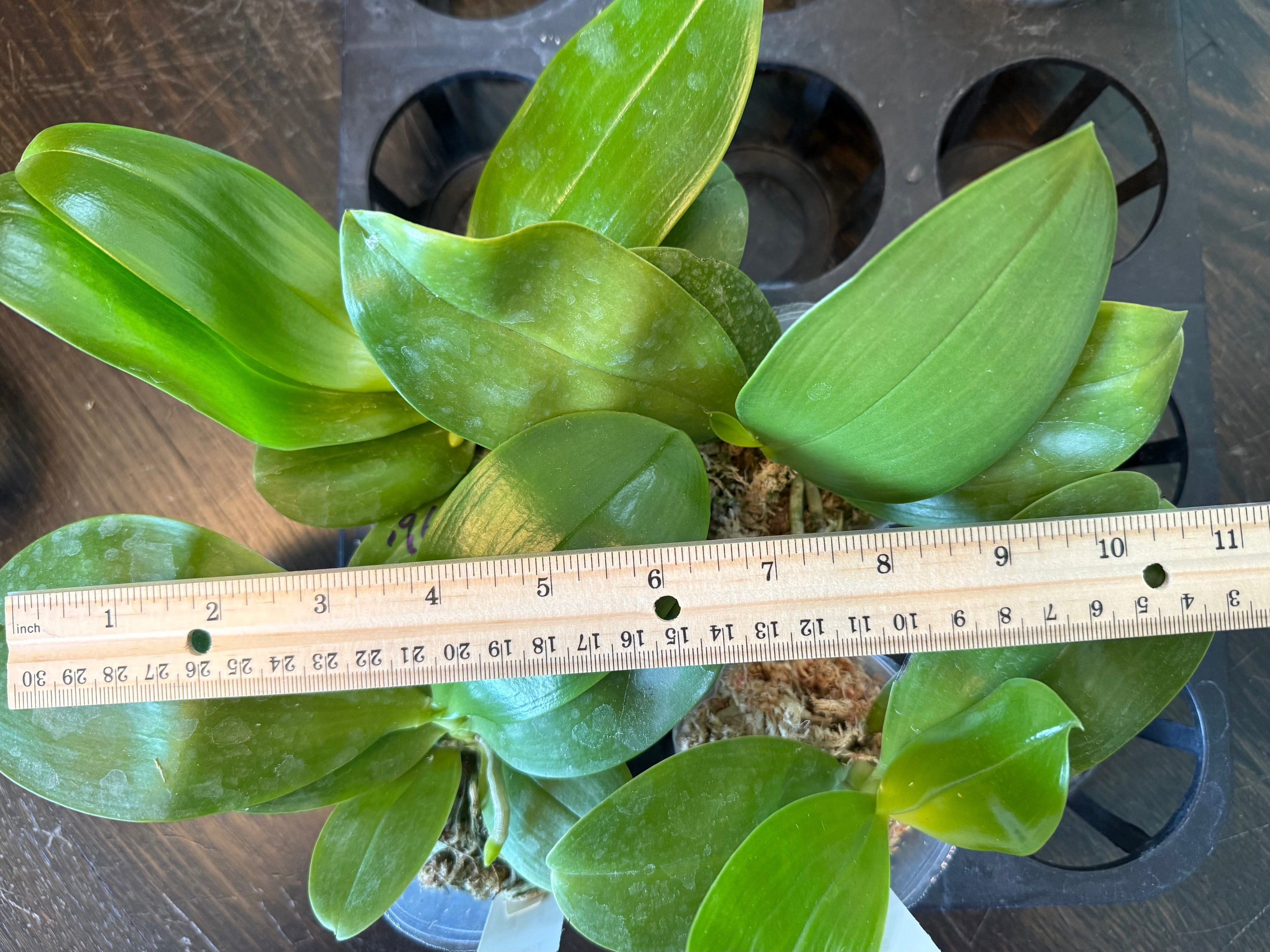 Phalaenopsis (KS Blue Ludde 319 x Mainshow Blue Elf) QA196