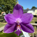 Phalaenopsis BKH2231