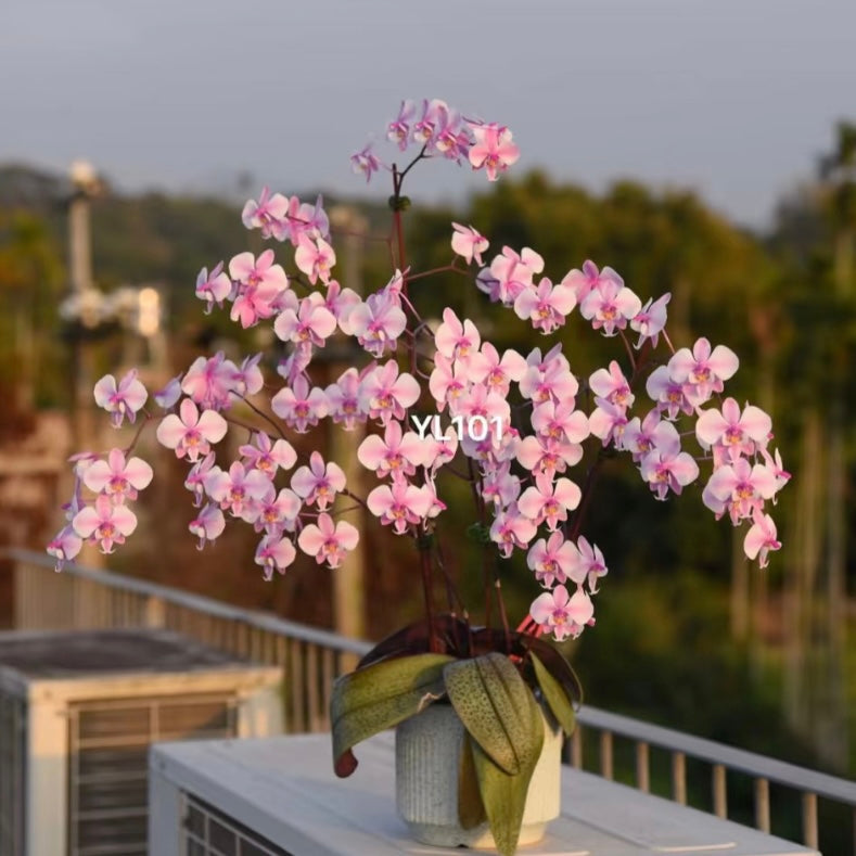 Phalaenopsis schilleriana 'YL101'