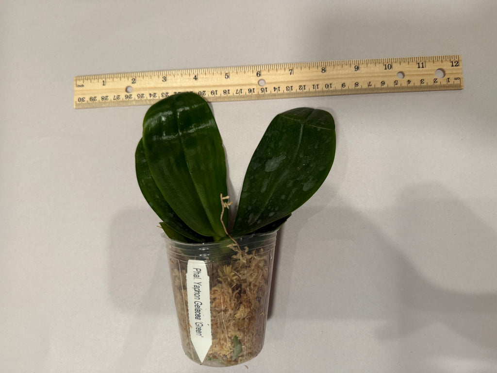 Phalaenopsis Yaphon Gelacea ‘Green’