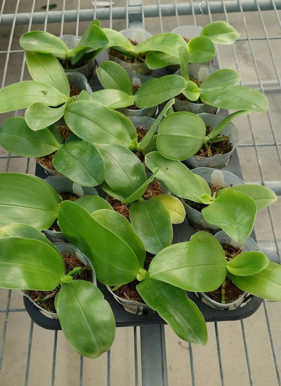 Phalaenopsis bellina coerulea x sib