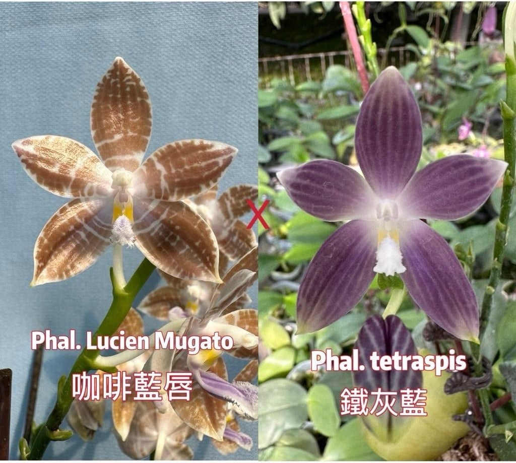 CA705 - Phalaenopsis (Lucien Mugato x tetraspis)