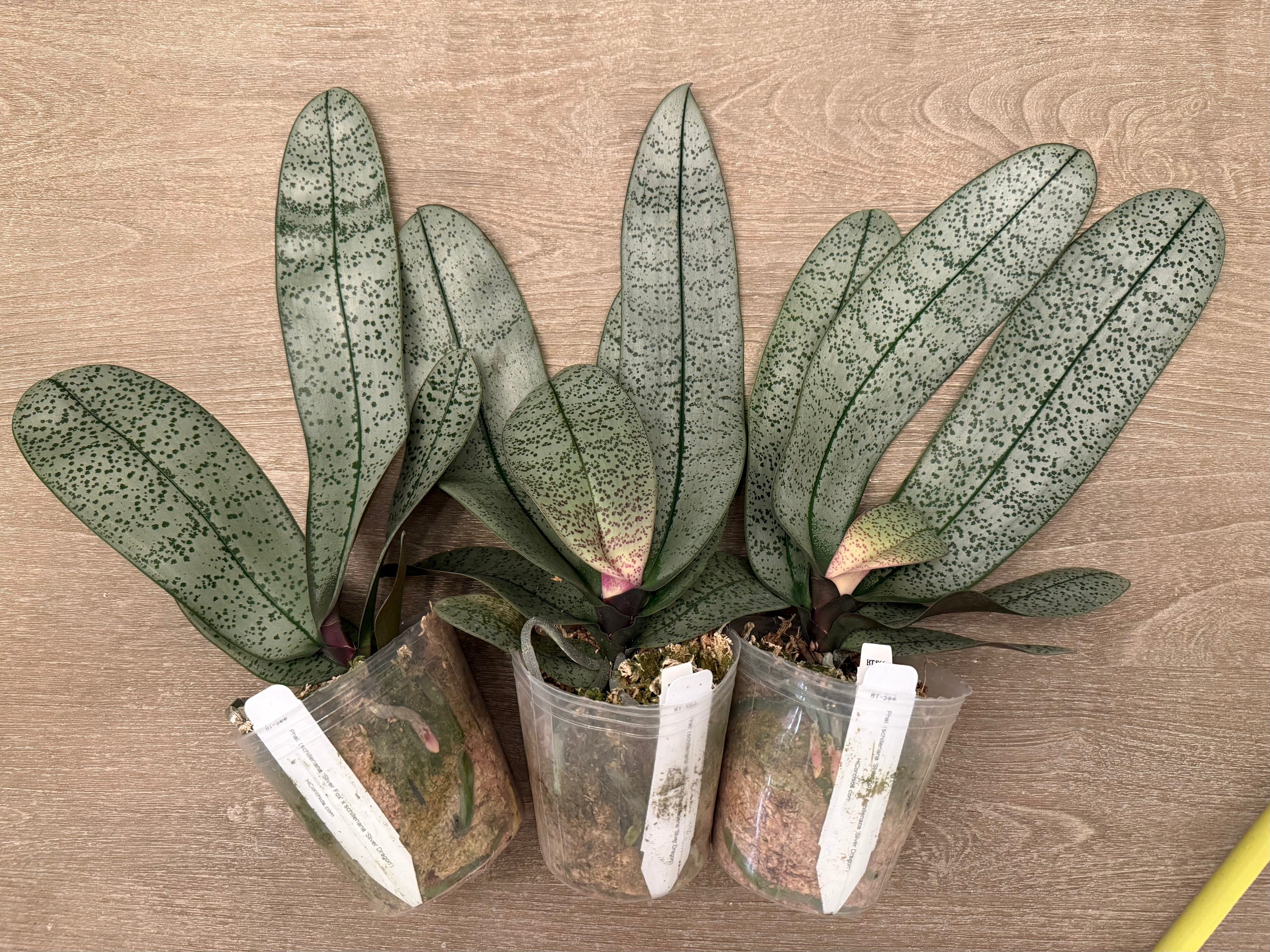Phalaenopsis (schilleriana ‘Sliver Fox’ x schilleriana ‘Sliver Dragon’) BTS66