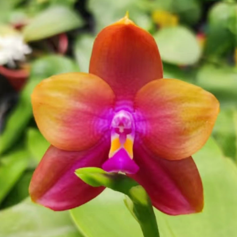 Phalaenopsis (Yaphon Batman 'BK's Best' x Dragon Tree Eagle 'T168')