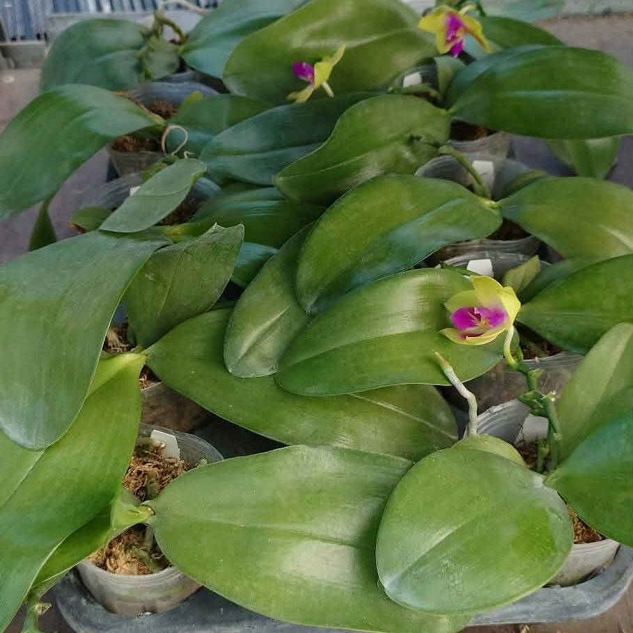 Phalaenopsis LD’s Bear Queen