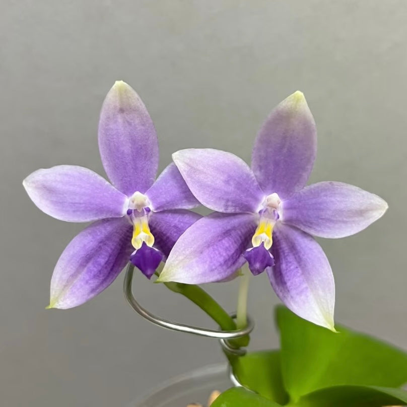 Phalaenopsis (Vinh Long Red Sun "Sapphire" x Yaphon Blue Jewel "Blue Jade")