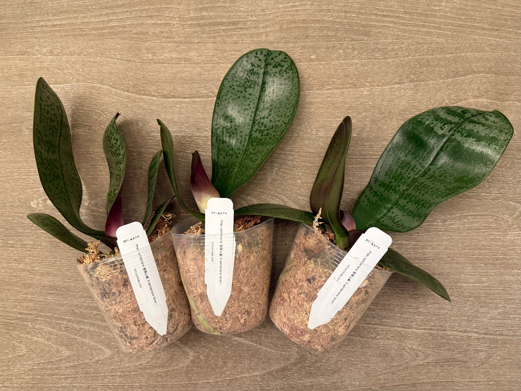 Phalaenopsis (schilleriana ‘Sliver Mountain’ x sanderiana ‘sliver’) BTA379
