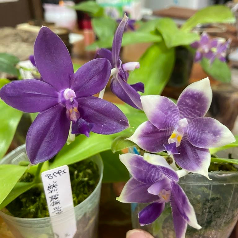 Phalaenopsis (Norman's Blue Jennifer #2 blue x Mainshow Blue Elf #1)