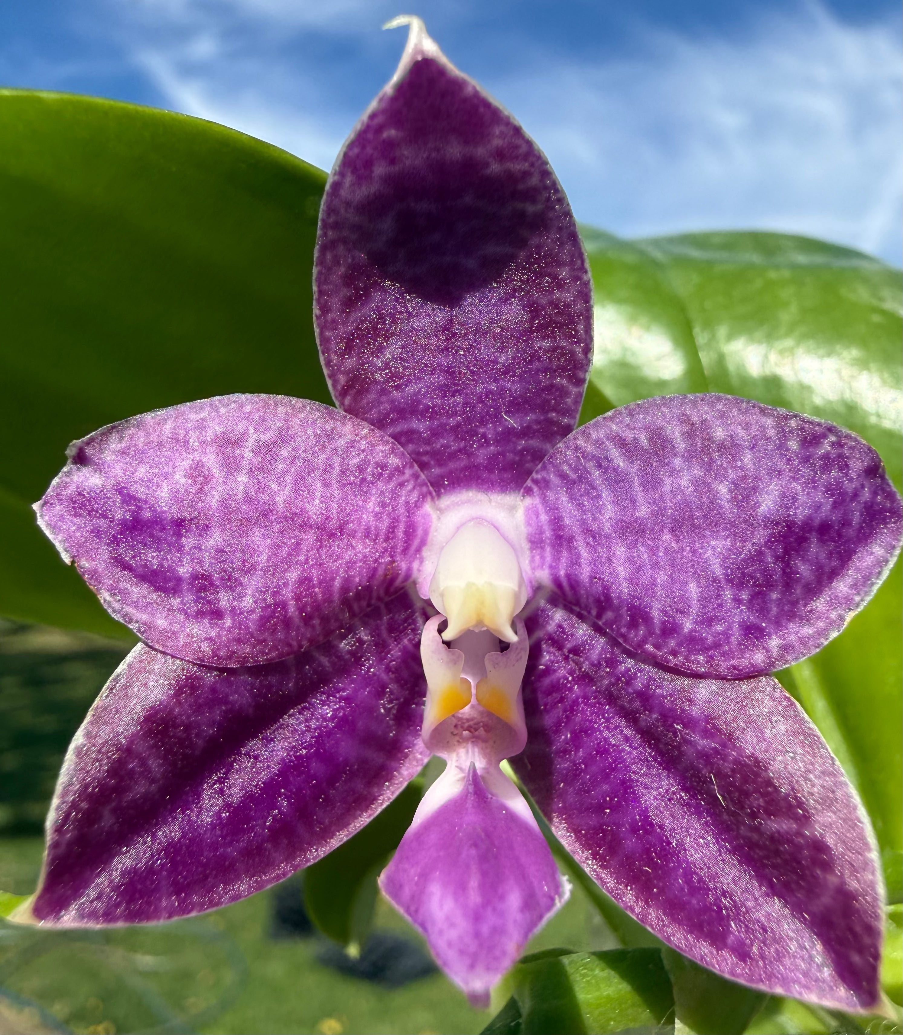 Phalaenopsis (KS Blue Ludde 319 x Mainshow Sapphire) QA137