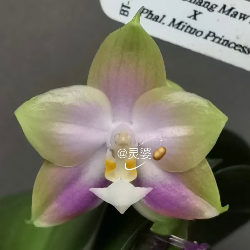Phalaenopsis (Chang Maw Jade x Mituo Princess ‘B-10’) BTA503