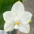 Phalaenopsis Yaphon Love Song