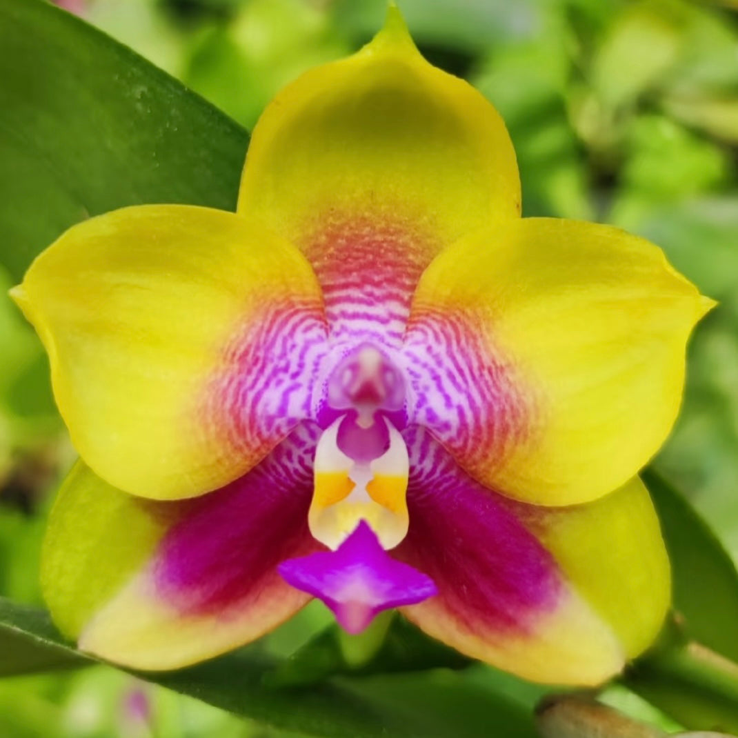Phalaenopsis (Yaphon Batman 'BK's Best' x Dragon Tree Eagle 'T168')