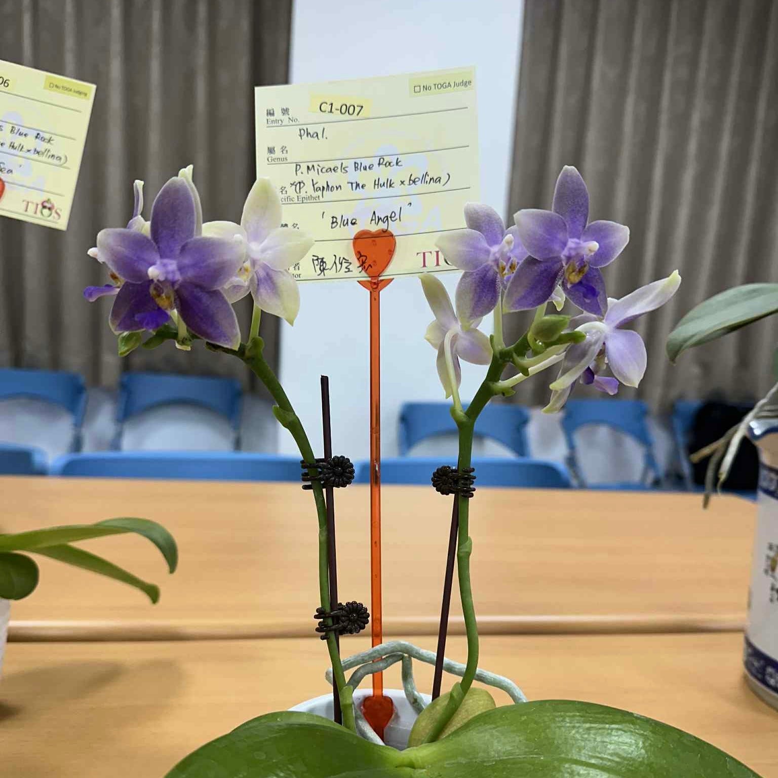Phalaenopsis (Micaels Blue Rock 'Blue Wing' X (Yaphon The Hulk x Bellina))