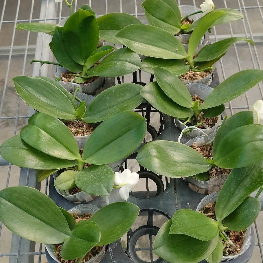 Phalaenopsis Rainbow Falconer YL107
