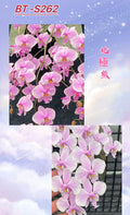 Phalaenopsis schilleriana ‘Polar Bear’ BTS262