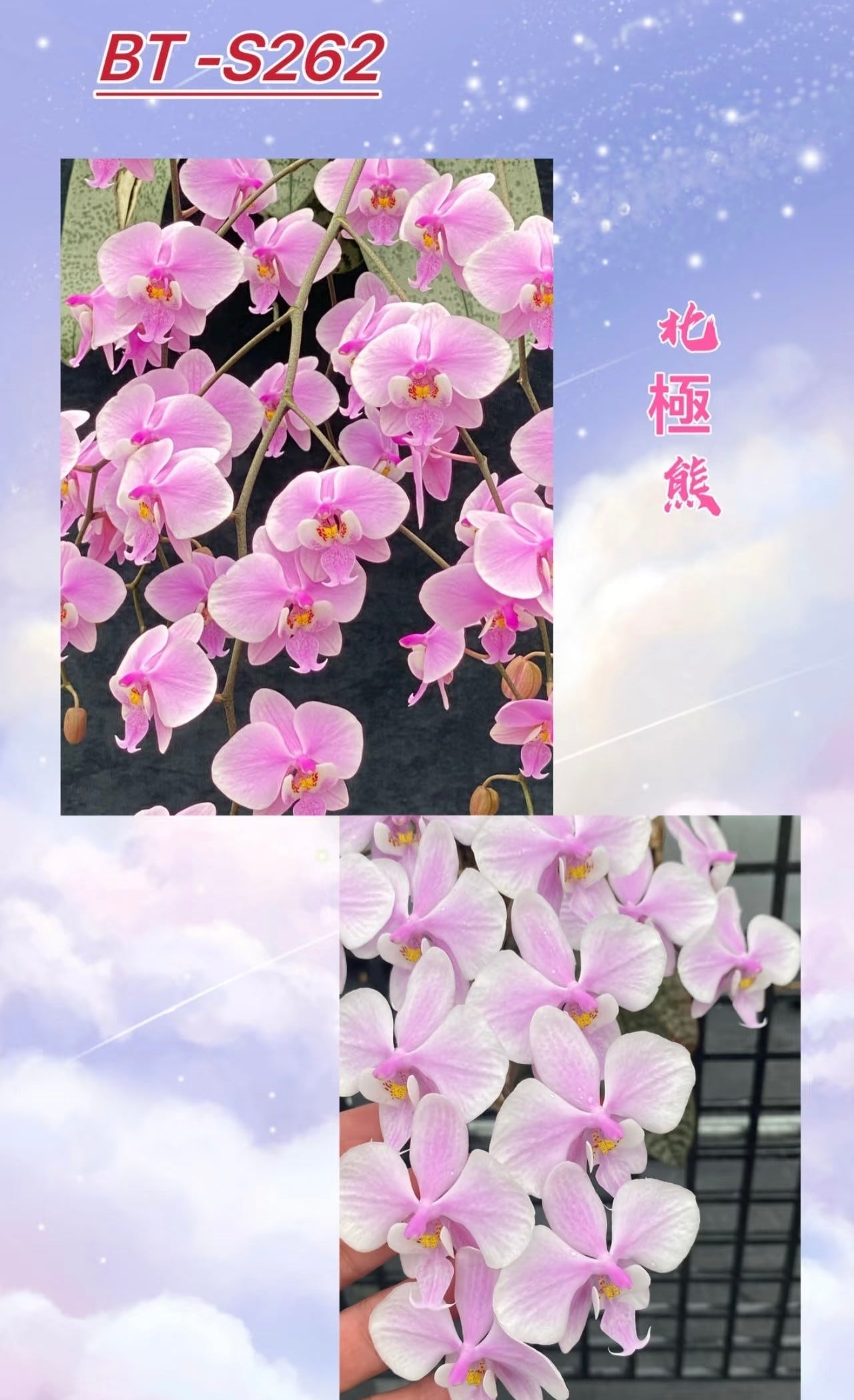 Phalaenopsis schilleriana ‘Polar Bear’ BTS262