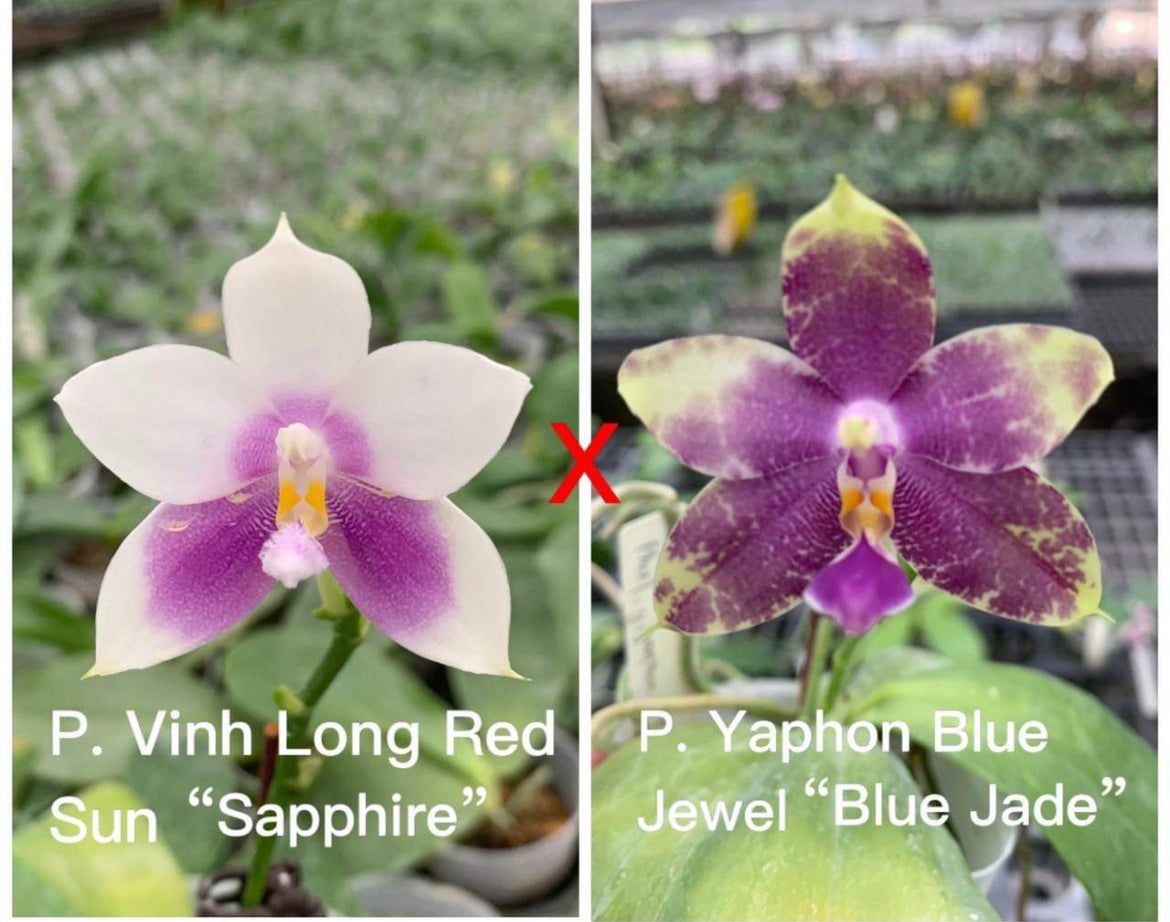 Phalaenopsis (Vinh Long Red Sun "Sapphire" x Yaphon Blue Jewel "Blue Jade")