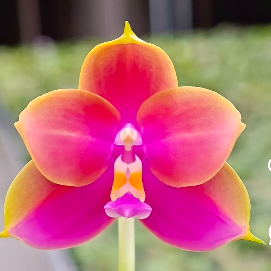Phalaenopsis ((YangYang Pink Mary X Yaphon Batman) ‘BK#6’ x Yaphon Batman ‘BK's Best’)