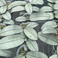 Phalaenopsis schilleriana 'Sliver Moonlight'
