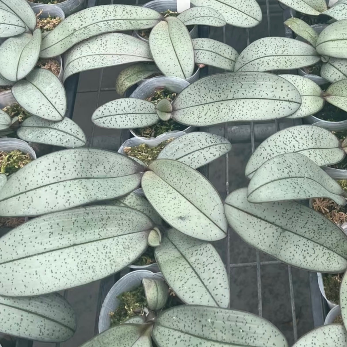 Phalaenopsis schilleriana 'Sliver Moonlight'