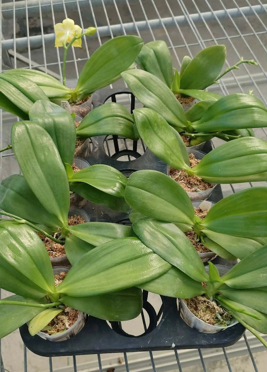 Phalaenopsis (Yaphon Lover X Chang Maw Evergreen)