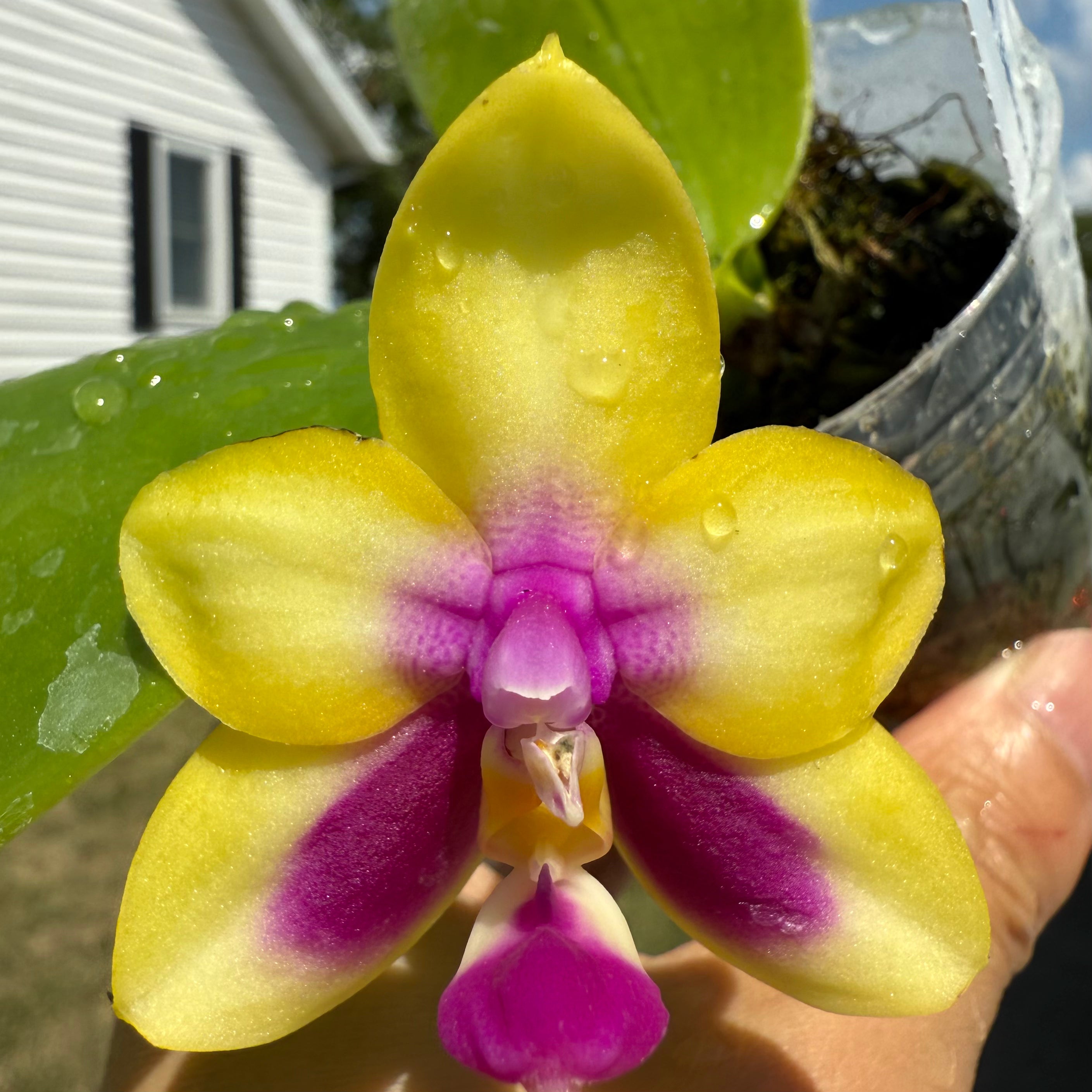 Phalaenopsis BKH2250