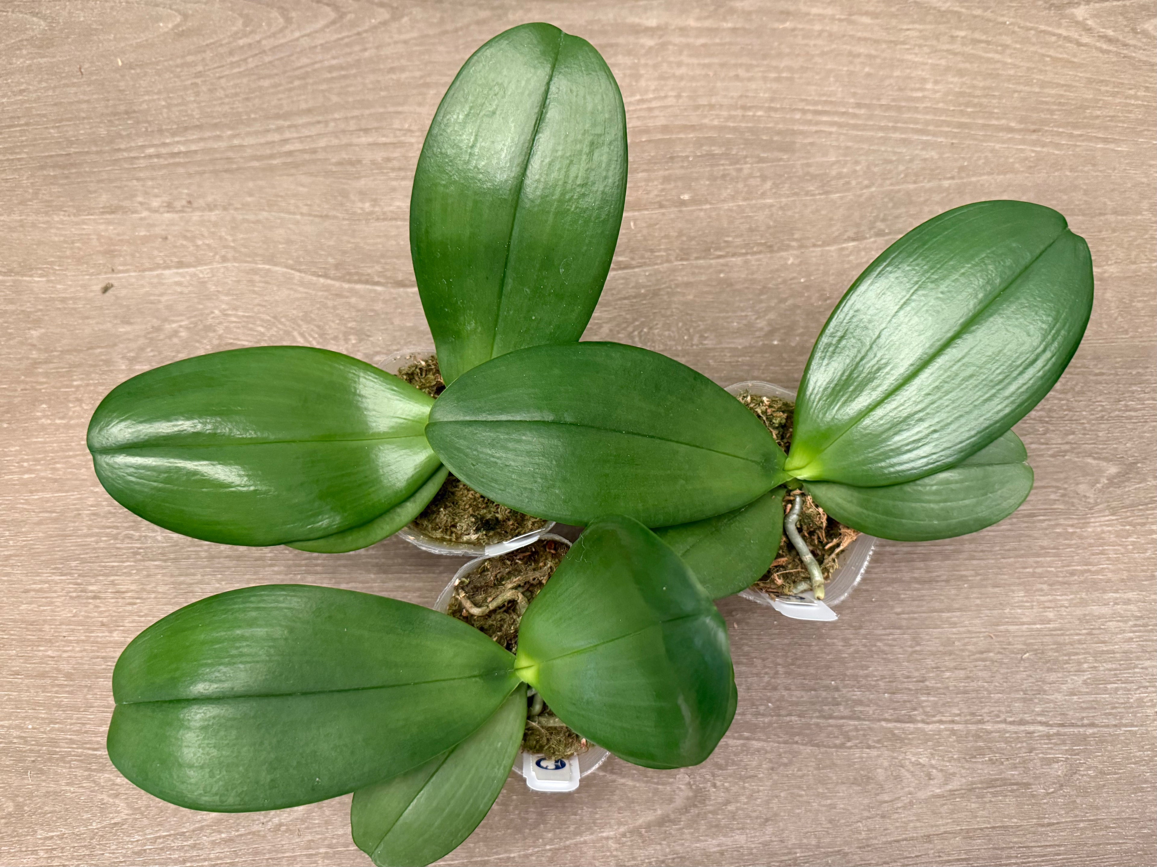 Phalaenopsis Mituo Gigan Dragon ‘Big Tree’