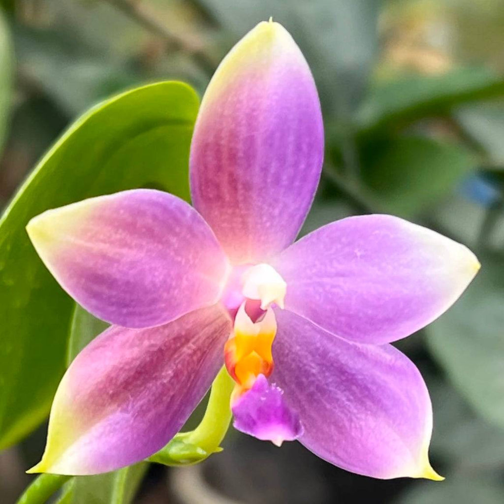 Phalaenopsis (Yang Yang Blue Bellina x Vinh Long Red Sun)