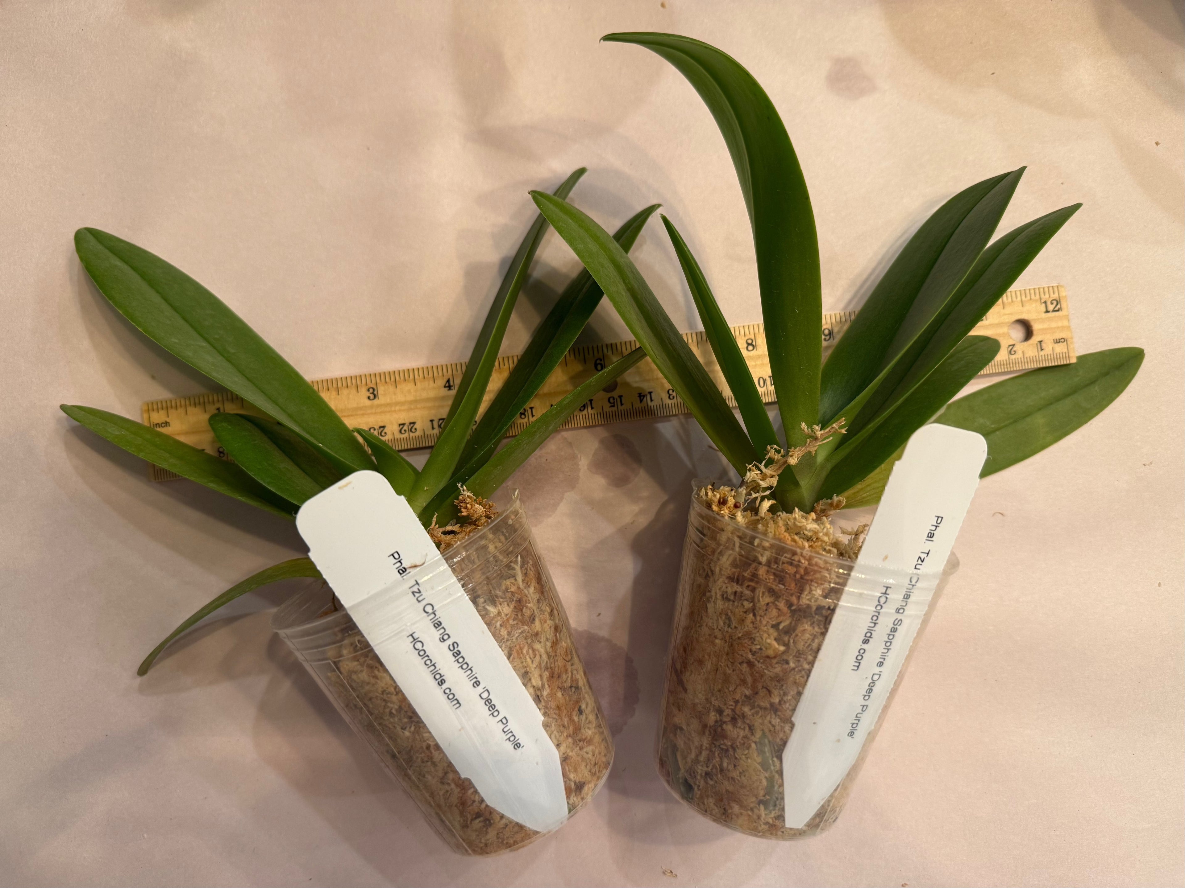 Phalaenopsis Tzu Chiang Sapphire ‘Deep Purple’