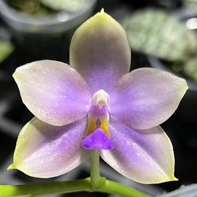 Phalaenopsis (Yang Yang Blue Bellina x Vinh Long Red Sun)