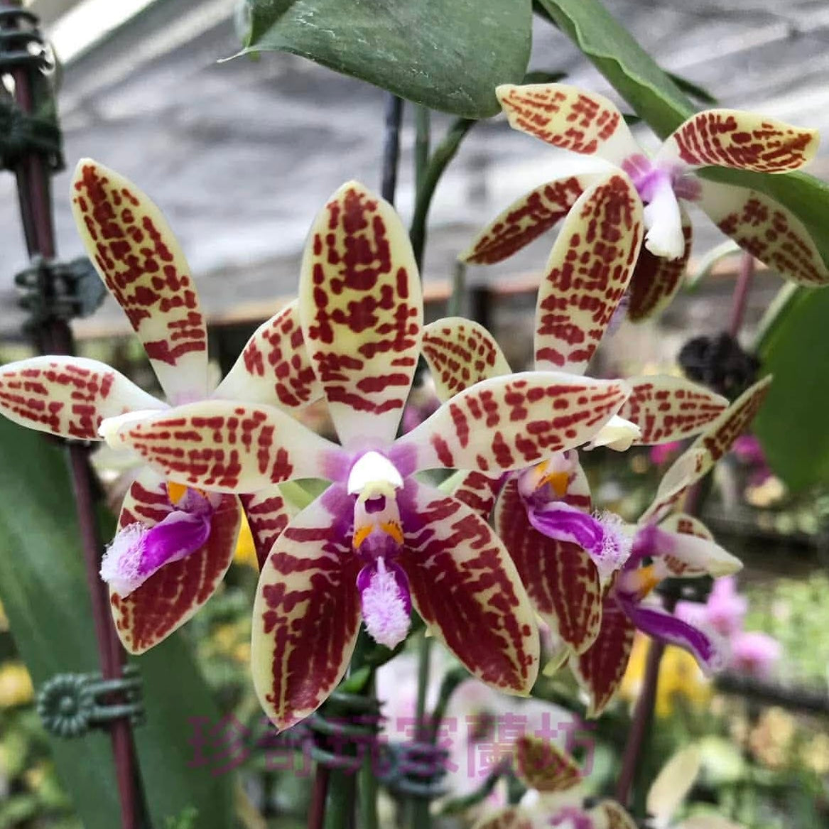 Phalaenopsis corningiana