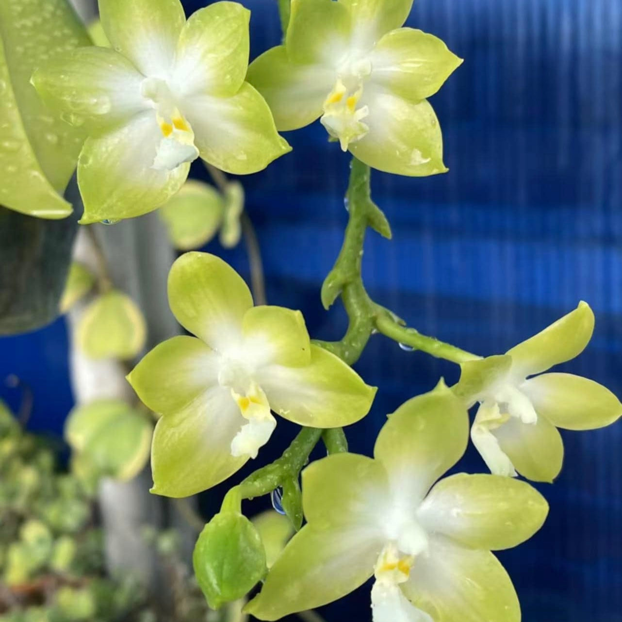 Phalaenopsis Rainbow Falconer