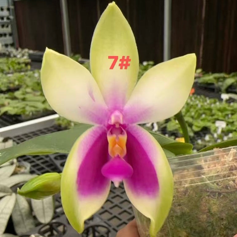 Phalaenopsis bellina Fire Type Select #7