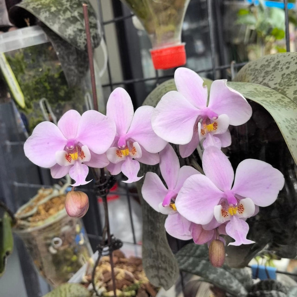 Phalaenopsis (schilleriana ‘Sliver Fox’ x schilleriana ‘Sliver Dragon’) BTS66