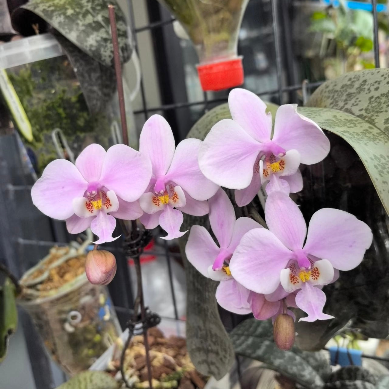 Phalaenopsis (schilleriana ‘Sliver Fox’ x schilleriana ‘Sliver Dragon’) BTS66