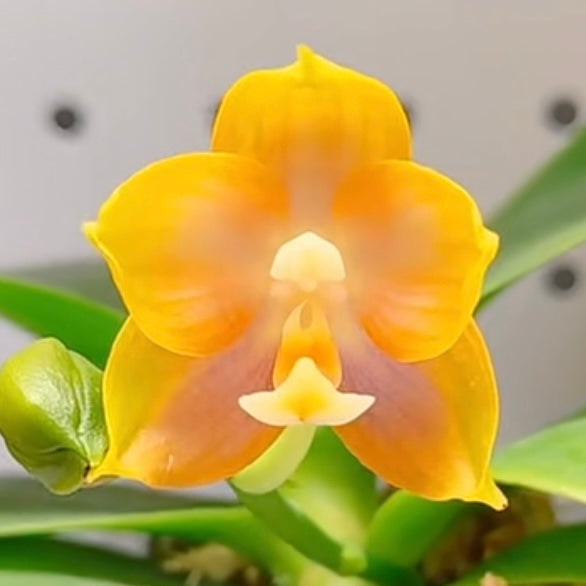 Phalaenopsis (Chang Maw Jade x Mituo Princess ‘B-10’) BTA503