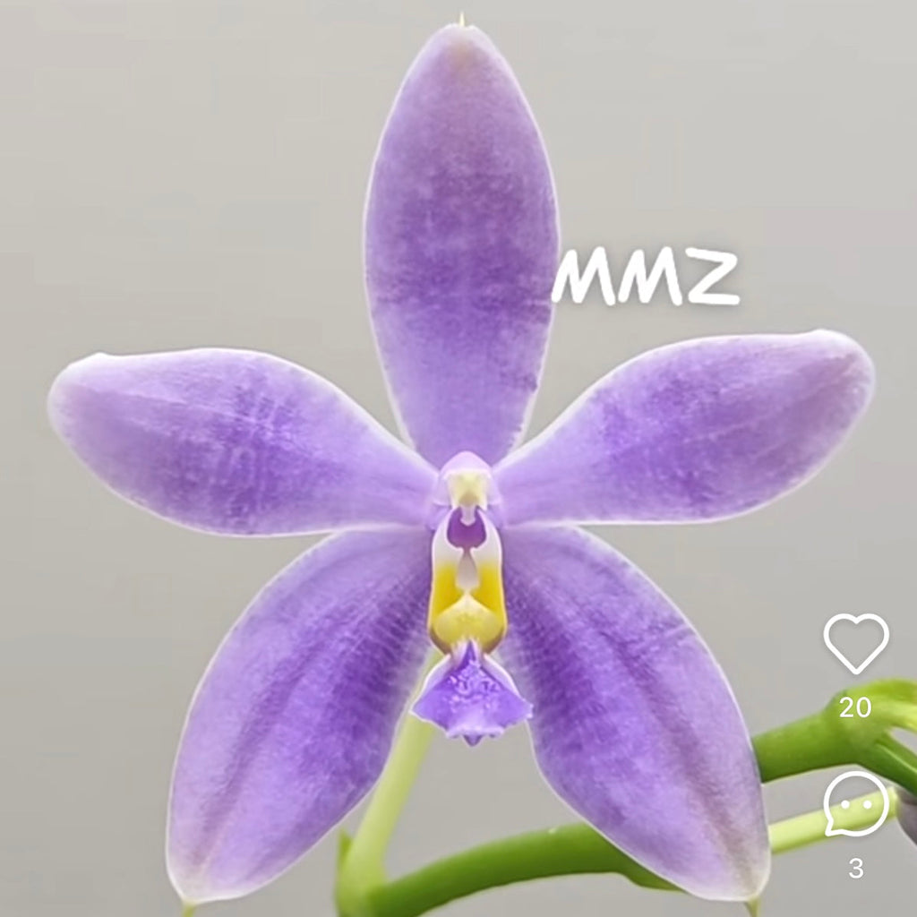 Phalaenopsis (Vinh Long Red Sun "Sapphire" x Yaphon Blue Jewel "Blue Jade")