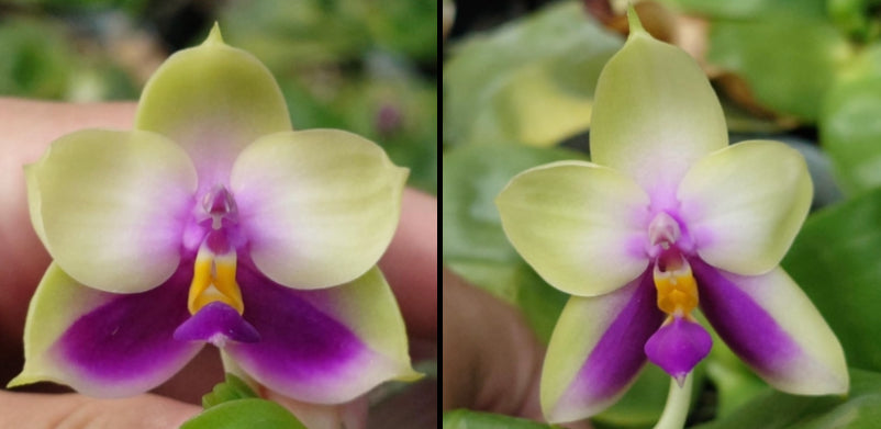 Phalaenopsis bellina coerulea x sib