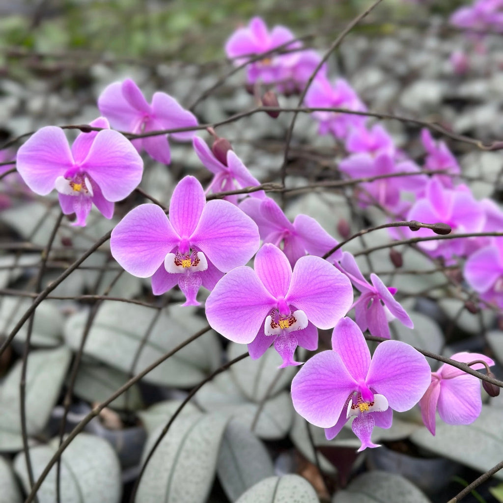 Phalaenopsis schilleriana 'Sliver Moonlight'