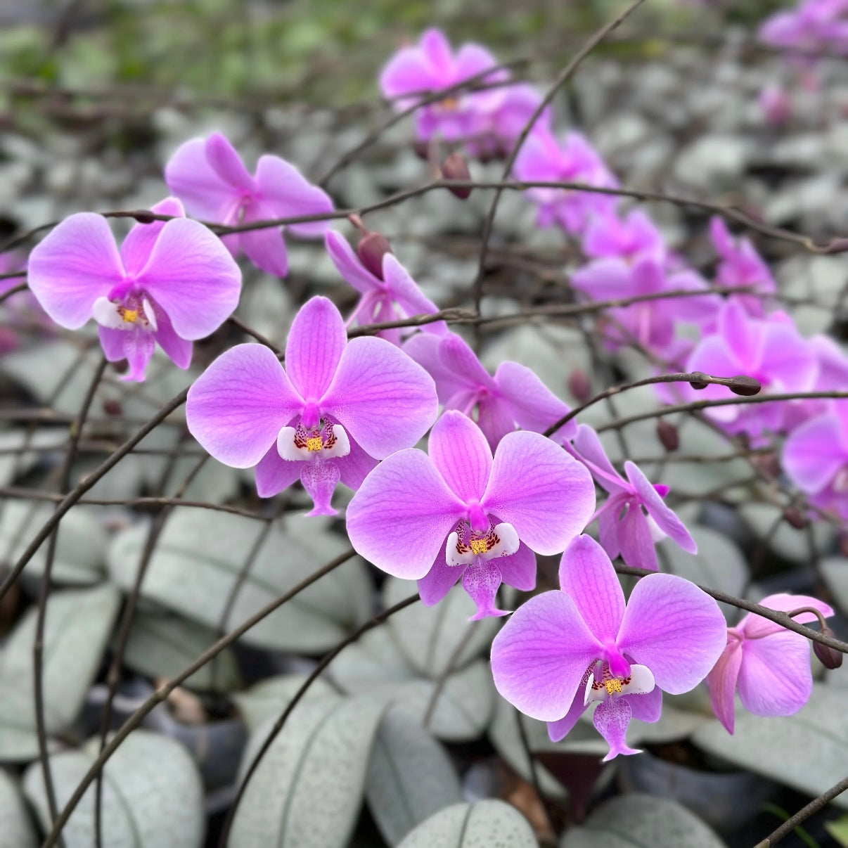 Phalaenopsis schilleriana 'Sliver Moonlight'
