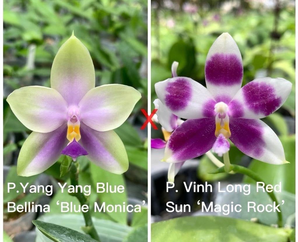 Phalaenopsis (Yang Yang Blue Bellina x Vinh Long Red Sun)